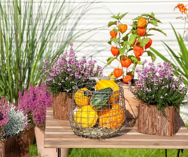 - Mit der Lampionblume den Garten festlich schmücken  - Mit der Lampionblume den Garten festlich schmücken