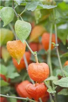 Physalis alkekengi var. franchetii - Blasenkirsche Physalis alkekengi var. franchetii - Blasenkirsche