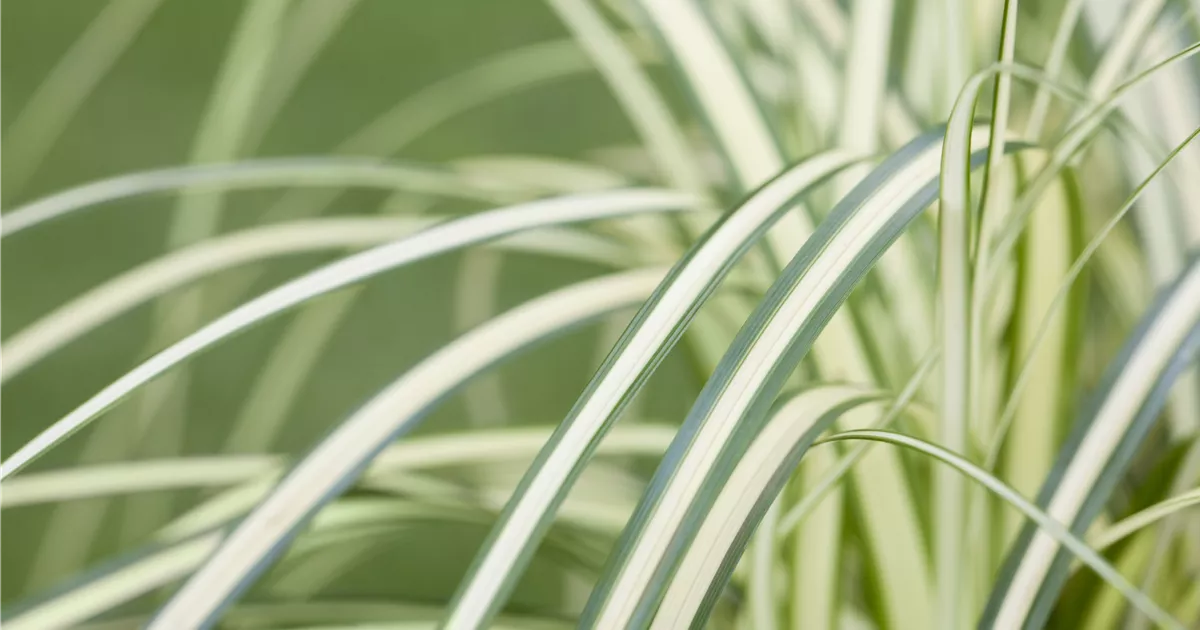 - Carex – mehr als nur einfache Gräser