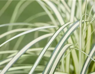 Carex – mehr als nur einfache Gräser