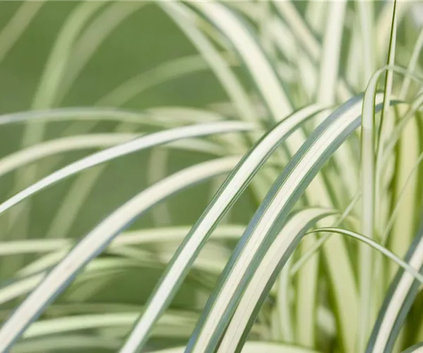 - Carex – mehr als nur einfache Gräser  - Carex – mehr als nur einfache Gräser