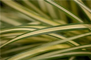 Carex oshimensis 'Evergold' - Gelbgrüne Garten-Segge