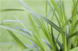 Carex morrowii - Japanische Segge Carex morrowii - Japanische Segge