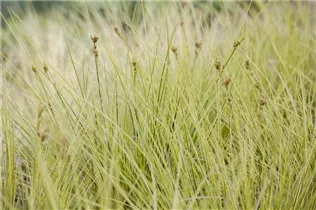 Carex brunnea 'Jenneke' - Garten-Segge 'Jenneke' Carex brunnea 'Jenneke' - Garten-Segge 'Jenneke'
