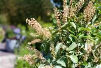  - Der portugiesische Kirschlorbeer – Pflegeleichte Schönheit aus dem Mittelmeer