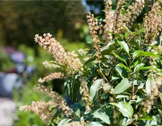 Der portugiesische Kirschlorbeer – Pflegeleichte Schönheit aus dem Mittelmeer