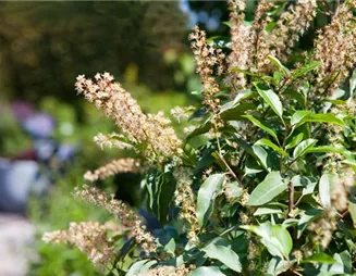 Der portugiesische Kirschlorbeer – Pflegeleichte Schönheit aus dem Mittelmeer