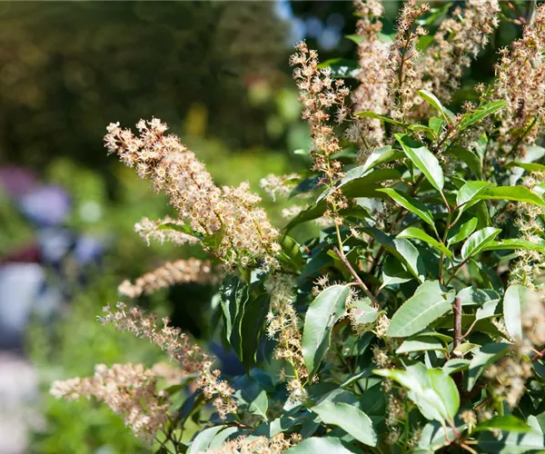 - Der portugiesische Kirschlorbeer – Pflegeleichte Schönheit aus dem Mittelmeer