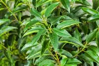  - Portugiesischer Kirschlorbeer – immergrünes Multitalent