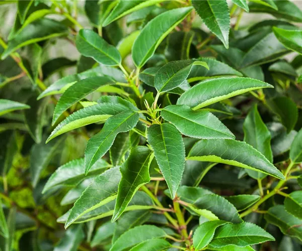  - Portugiesischer Kirschlorbeer – immergrünes Multitalent