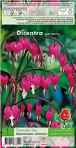 Blumenzwiebeln - Tränendes Herz Dicentra spectabilis - 1 Stück