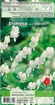 Blumenzwiebeln - Tränendes Herz Dicentra spectabilis Albus - 1 Stück Blumenzwiebeln - Tränendes Herz Dicentra spectabilis Albus - 1 Stück