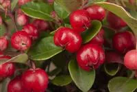 - Die Scheinbeere – wenn eine Pflanze zur Dekoration wird  - Die Scheinbeere – wenn eine Pflanze zur Dekoration wird