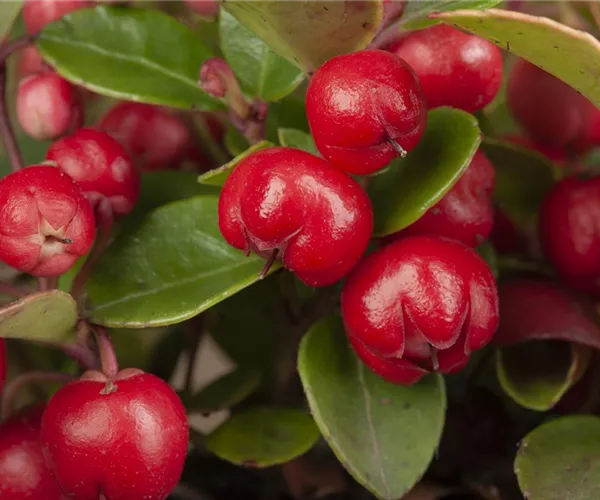 - Die Scheinbeere – wenn eine Pflanze zur Dekoration wird  - Die Scheinbeere – wenn eine Pflanze zur Dekoration wird