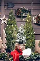 Picea glauca - Weiß-Fichte Picea glauca - Weiß-Fichte