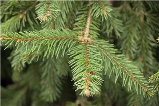 Picea abies - Rotfichte