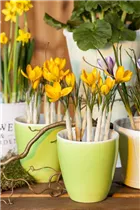 Crocus chrysanthus - Garten-Krokus Crocus chrysanthus - Garten-Krokus