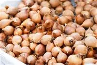 - Blumenzwiebeln – kleine Zwiebeln mit großer Wirkung  - Blumenzwiebeln – kleine Zwiebeln mit großer Wirkung
