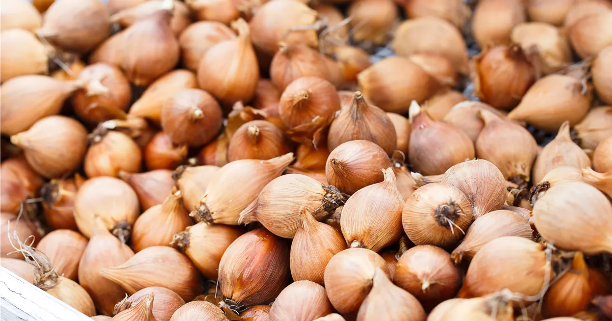  - Blumenzwiebeln – kleine Zwiebeln mit großer Wirkung