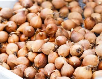 Blumenzwiebeln – kleine Zwiebeln mit großer Wirkung