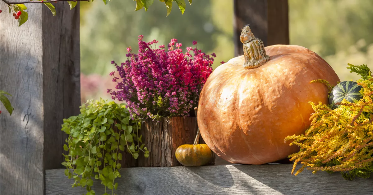  - Herbstliche Dekoration im Kürbis