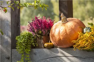 Erica gracilis - Glockenheide Erica gracilis - Glockenheide