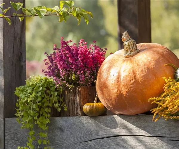 - Herbstliche Dekoration im Kürbis  - Herbstliche Dekoration im Kürbis
