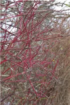 Cornus alba 'Sibirica' - Purpur-Hartriegel 'Sibirica' Cornus alba 'Sibirica' - Purpur-Hartriegel 'Sibirica'
