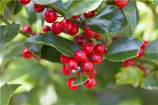 Ilex aquifolium 'Alaska' - Alaska-Stechpalme 'Alaska' Ilex aquifolium 'Alaska' - Alaska-Stechpalme 'Alaska'