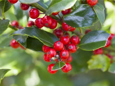 Ilex aquifolium 'Alaska' - Alaska-Stechpalme 'Alaska' Ilex aquifolium 'Alaska' - Alaska-Stechpalme 'Alaska'