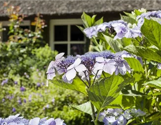 Hortensien überwintern – gesund durch die kalte Jahreszeit