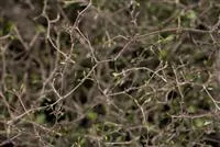 - Der Zickzackstrauch – dekorativer Allrounder für Garten und Wohnung  - Der Zickzackstrauch – dekorativer Allrounder für Garten und Wohnung