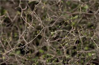 Corokia cotoneaster - Zickzackstrauch Corokia cotoneaster - Zickzackstrauch