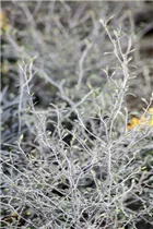 Corokia cotoneaster - Zickzackstrauch Corokia cotoneaster - Zickzackstrauch