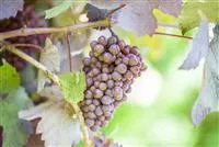 - Warum Wein eigentlich aus Beeren gemacht wird  - Warum Wein eigentlich aus Beeren gemacht wird