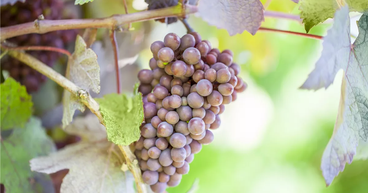  - Warum Wein eigentlich aus Beeren gemacht wird