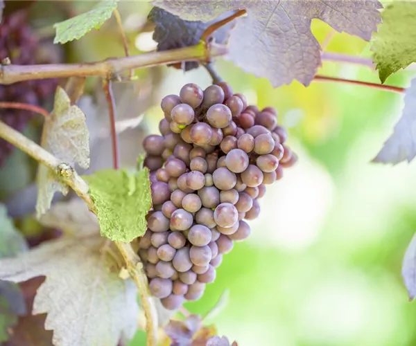 - Warum Wein eigentlich aus Beeren gemacht wird  - Warum Wein eigentlich aus Beeren gemacht wird