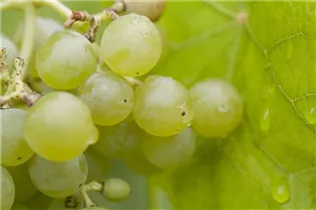  - Vitis vinifera 'Bianca'