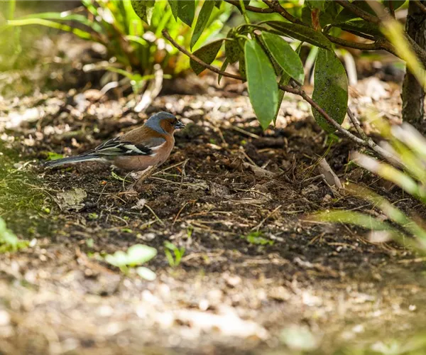 - Der Garten – Heimat für Vögel und Co.  - Der Garten – Heimat für Vögel und Co.