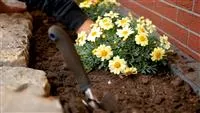 - Margeriten - Einpflanzen im Garten  - Margeriten - Einpflanzen im Garten