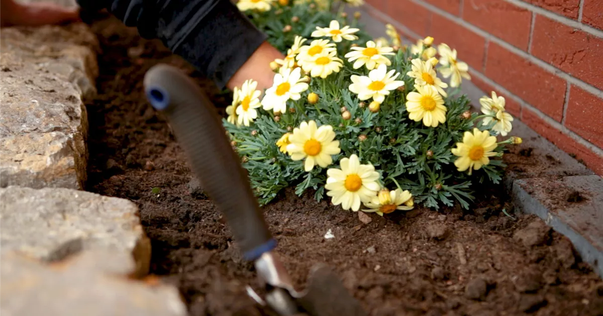  - Margeriten - Einpflanzen im Garten