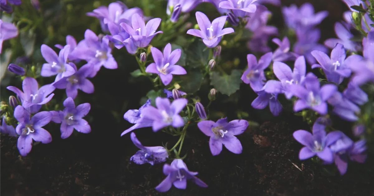  - Dalmatiner Polster-Glockenblume - Einpflanzen im Garten