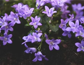 Dalmatiner Polster-Glockenblume - Einpflanzen im Garten