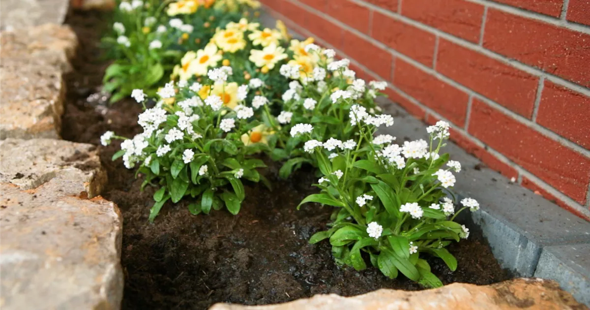  - Weißes Vergissmeinnicht - Einpflanzen im Garten