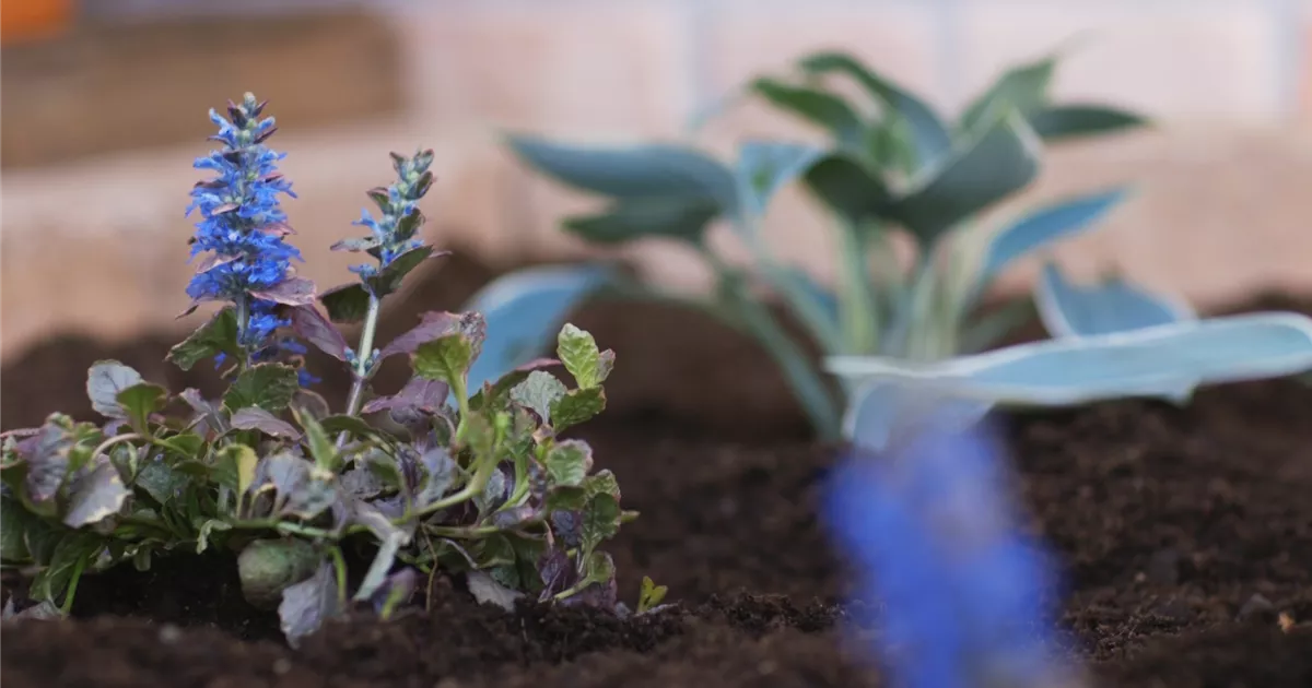  - Kriechender Günsel - Einpflanzen im Garten