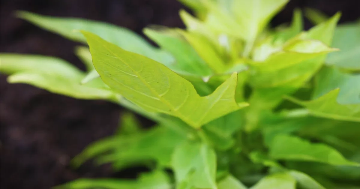  - Zier Süßkartoffel - Einpflanzen im Garten
