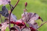 - Silberglöckchen - Einpflanzen im Garten  - Silberglöckchen - Einpflanzen im Garten