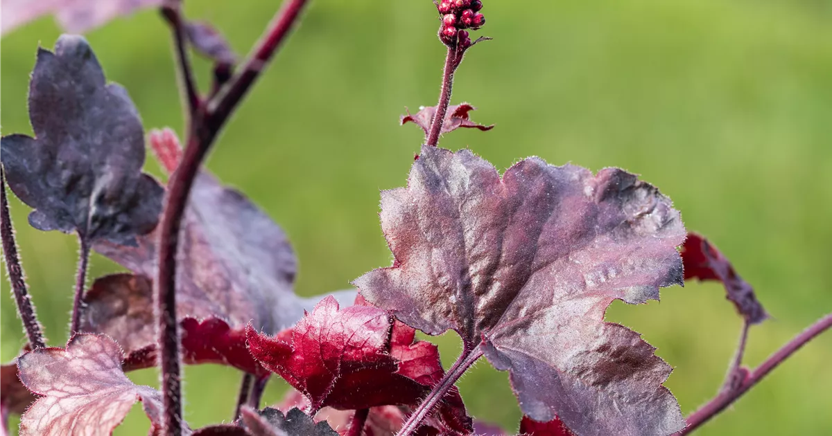  - Silberglöckchen - Einpflanzen im Garten