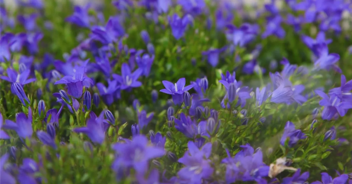  - Glockenblume - Einpflanzen in den Garten
