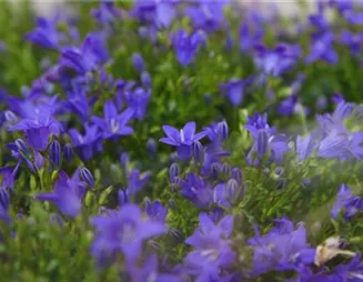 Glockenblume - Einpflanzen in den Garten